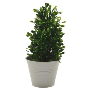 Kwiat Bukszpan w doniczce 22cm 19.7330